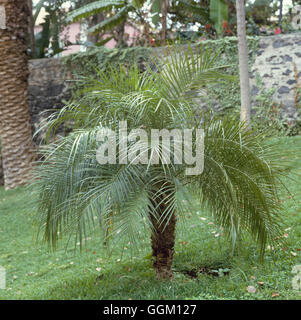 Phoenix roebelenii AGM - Data in miniatura Palm PAL019897 Foto Stock