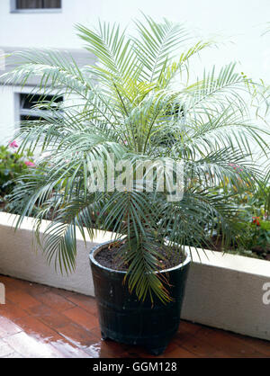 Phoenix roebelenii AGM - Data in miniatura Palm PAL019899 Foto Stock