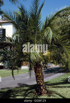 Phoenix roebelenii AGM - Data in miniatura Palm PAL019903 Foto Stock