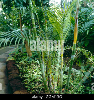 Dypsis lutescens AGM - (Syn Chrysalidocarpus lutescens) Areca Palm PAL062096 Horticultu foto Foto Stock