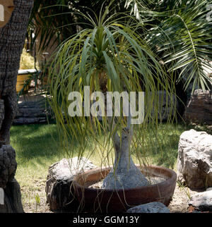 Beaucarnea recurvata - Pony-coda080516 PAL Foto Stock