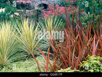 Associazione vegetale - Cordyline australis 'Albertii' AGM con Phormium tenax Purpureum gruppo AGM PAS039514 obbligatorio Foto Stock