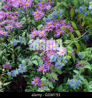 Associazione vegetale - Caryopteris x clandonensis "Kew Blue' e Aster amellus 'Lady Hindlip' PAS078959 Cre obbligatoria Foto Stock