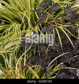 Associazione vegetale - Acorus gramineus Ogon "' con Anthriscus sylvestris 'Ravenswing'. PAS106751 Foto Stock