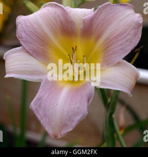Hemerocallis - 'Catherine Woodbery' AL070245 Foto Stock