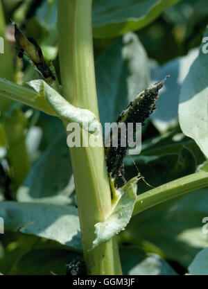 Afidi - ortaggi - Fagiolo Nero su afide Fave (Aphis fabae) PES057005 Horticult foto Foto Stock