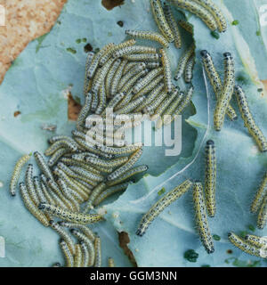 Caterpillar - Butterfly - di grandi bianco su Kohl Rabi (Sarcococca brassicae) PES108548 Foto Hort Foto Stock