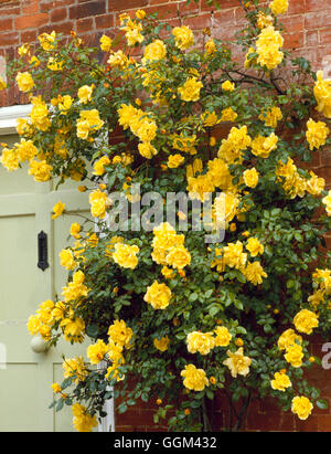 Rosa - 'Golden Showers' AGM (scalatore)006176 RCL Foto Stock