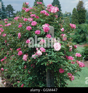 Rosa - 'Zephirine Drouhin' (scalatore)039845 RCL Foto Stock