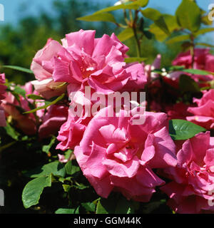 Rosa - 'Zephirine Drouhin' (scalatore)063469 RCL Foto Stock