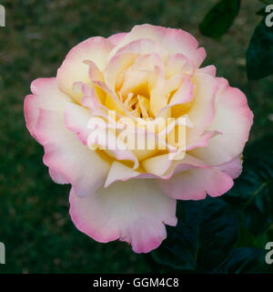 Rosa - 'pace' AGM- - (Hybrid Tea) RHT028289 Foto Stock