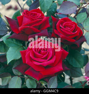 Rosa - 'Deep segreto' AGM (Hybrid Tea) RHT035514 Foto Stock