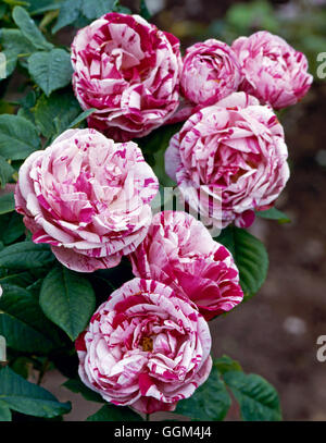 Rosa - "Ferdinand Pichard' AGM (Borbone) (arbusto) RSH024916 Foto Stock