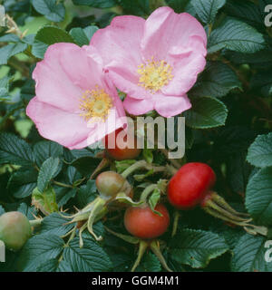 Rosa - "Fru Dagmar Hastrup' AGM - mostra di blumi e fianchi - (arbusto) RSH090175 Horticult foto Foto Stock