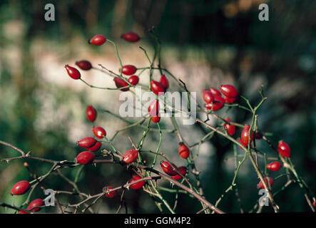 Hips - di Rosa canina Rosa Canina RSP095031 Foto Stock