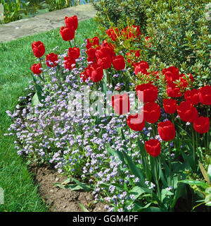 Biancheria da letto a molla - con tulipani e Myosotis (Forget-Me-Not) SBG032706 Foto Stock