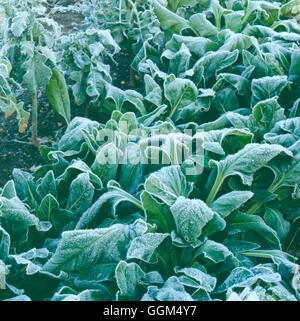 Frost - su un Orto SSF003445 Foto Stock