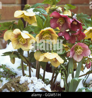 Snow Scene- - with Helleborus 'Ashwood Garden Hybrids' - and Galanthus (Snowdrops)   SSF112010     P Foto Stock