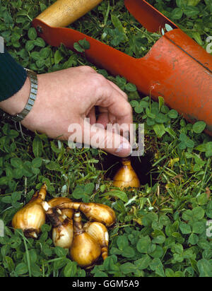 Semina - Lampadine - in erba (Narcissus) TAS022941 Foto Stock