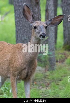 Mule Deer con orecchie Cockeyed alert nella foresta di estate Foto Stock