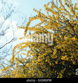 Berberis x stenophylla AGM TRS002547 Foto Stock