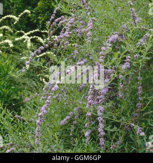 Buddleja alternifolia AGM TRS002943 Foto Stock