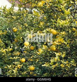 Poncirus trifoliata - giapponese di arancio amaro003435 TRS Foto Stock