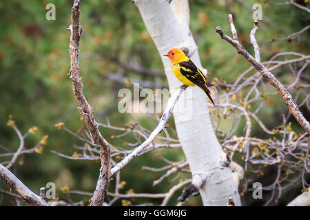 Un brillante Western Tanager arroccata su un albero in un Colorado lato montagna. Foto Stock