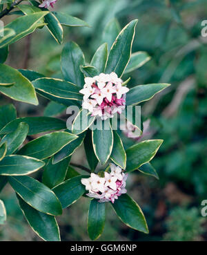 Daphne odora - 'Aureomarginata' TRS005851 Foto Stock