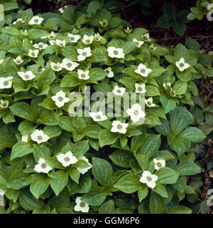 Cornus canadensis AGM. - (Syn. Canadense Chamaepericlymenum) TRS006131 Foto Stock