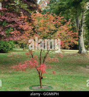 Acer griseum AGM. TRS006506 Foto Stock