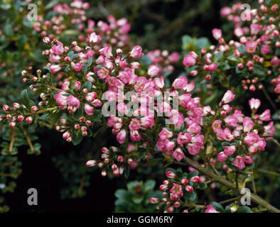 Escallonia - 'l'Apple Blossom' AGM TRS007433 Foto Stock