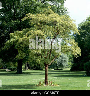 Acer griseum AGM. TRS008460 Foto Stock