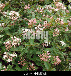 Viburnum x juddii AGM TRS010387 Foto Stock