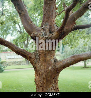 Acer griseum AGM. - Corteccia dettaglio Paperbark Maple TRS011373 Foto Stock