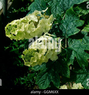 Hydrangea quercifolia - "ora Queen' TRS011760 Foto Stock