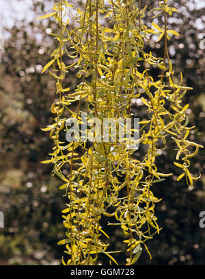 Salix x sepulcralis - var. chrysocoma - salice piangente TRS017968 Foto Stock