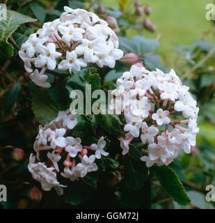 Viburnum x juddii AGM TRS018210 Foto Stock