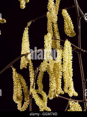 Corylus avellana - amenti di nocciolo020107 TRS Foto Stock