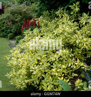 Cornus alba - 'Spaethii' AGM TRS020555 Foto Stock