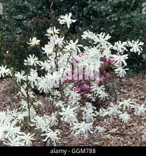 Magnolia stellata - 'Royal Star' TRS024265 Foto Stock