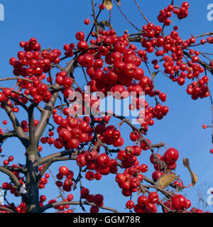 Malus x robusta - 'Red Sentinel' AGM TRS024598 Foto Stock