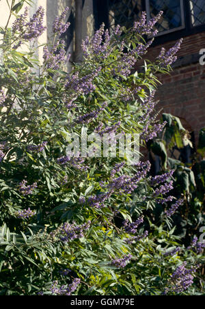 Vitex agnus-castus - Albero casto TRS025434 Foto Stock