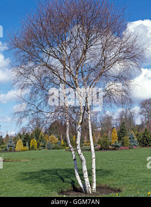 Betula pendula AGM - (Syn B. alba) TRS026857 Foto Stock