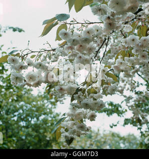 Prunus - `Shirofugen' J - (Syn P. serrulata albrosea)   TRS028161 Foto Stock