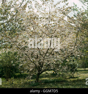 Prunus - 'Shirofugen' J - (Syn P. serrulata alborosea) TRS028162 Foto Stock