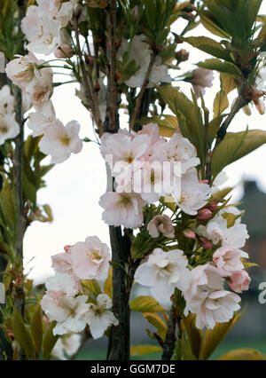 Prunus - 'Amanogawa' AGM J028348 TRS Foto Stock