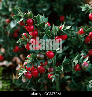 Ruscus aculeatus - Pungitopo TRS029421 Foto Stock