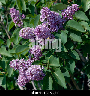 Syringa vulgaris - Comune Lilla030570 TRS Foto Stock
