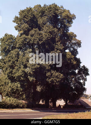 Ulmus procera - Inglese Elm TRS030969 Foto Stock